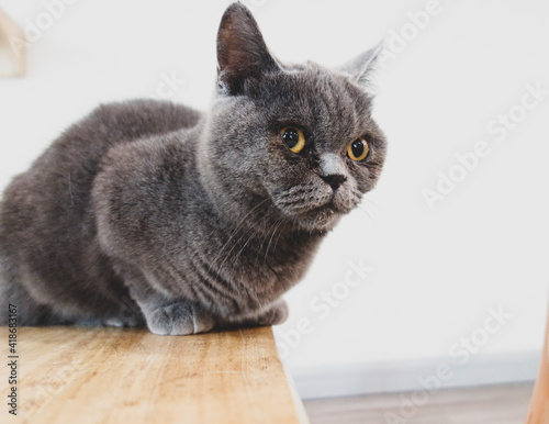 portrait of a cat