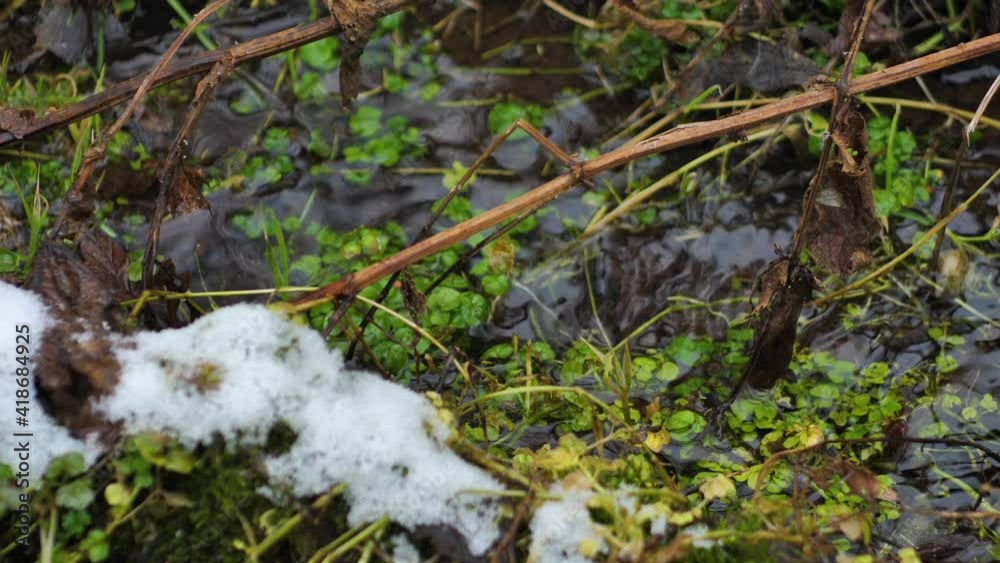 A small river flows into the forest, snowflakes fall into the water A small river flows into the forest, snowflakes fall into the water