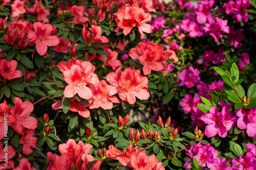 Blossoming  azalea flowers  Rhododendron Hinodegiri . Red and pink beautiful bright azalea flowers. Floral background. Blooming azalea bushes of different colors.