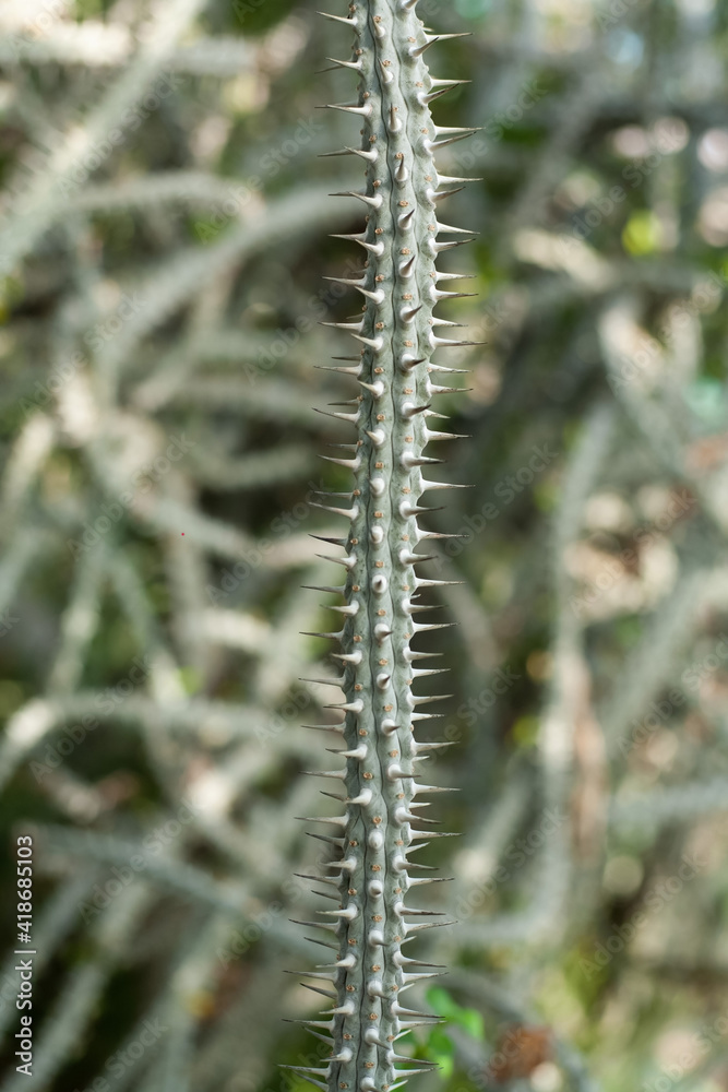 Alluaudia procera (Madagascar ocotillo), a prickly bush with sharp thorns. Close-up of an unusual shaped cactus, a succulent from Madagascar. Vertical photo.