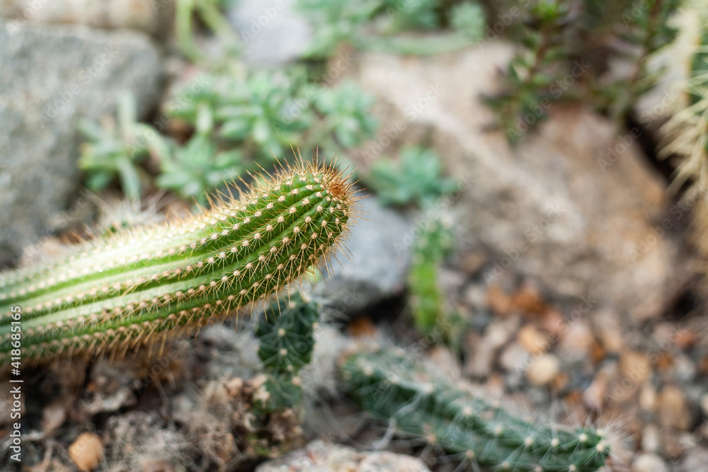 Green oblong cactus in the botanical garden. Desert Plants, Mexico. Blurred background, free space for text on the right. Green oblong cactus in the botanical garden. Desert Plants, Mexico. Blurred background, free space for text on the right.