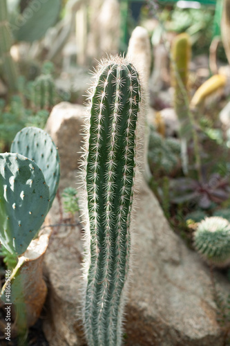 Green oblong cactus in the botanical garden. Blurred background, free space for text on the right.
