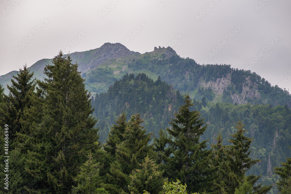 Spruce mountain forest in summer
Spruce mountain forest in summer