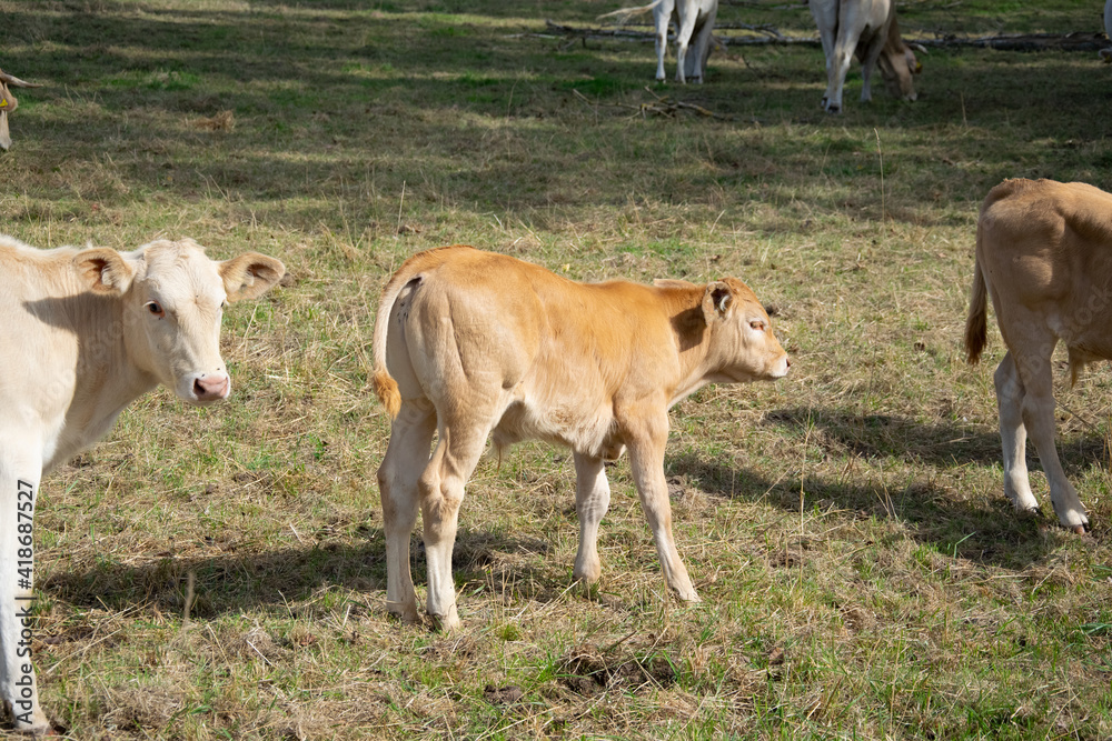 cows in a field