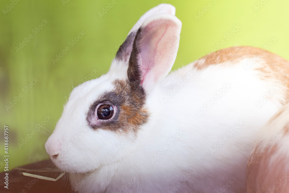 Obraz premium Rabbit face close up
