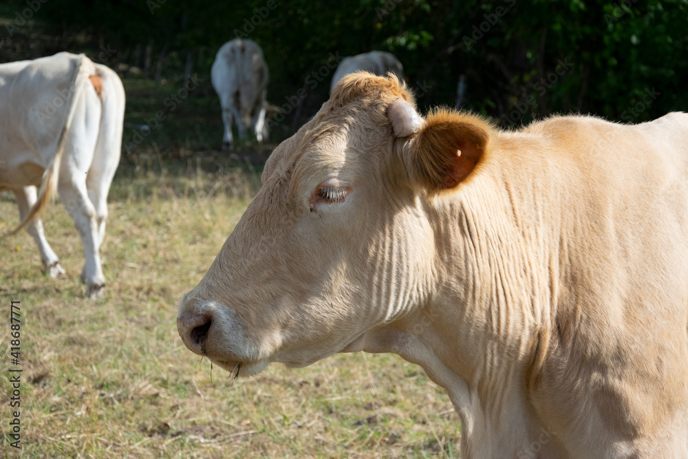 cow on a farm