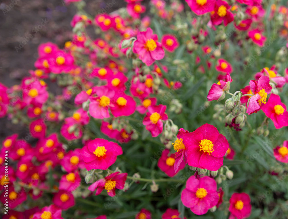 red heliantemum close-up garden rarity blurred background blurred background