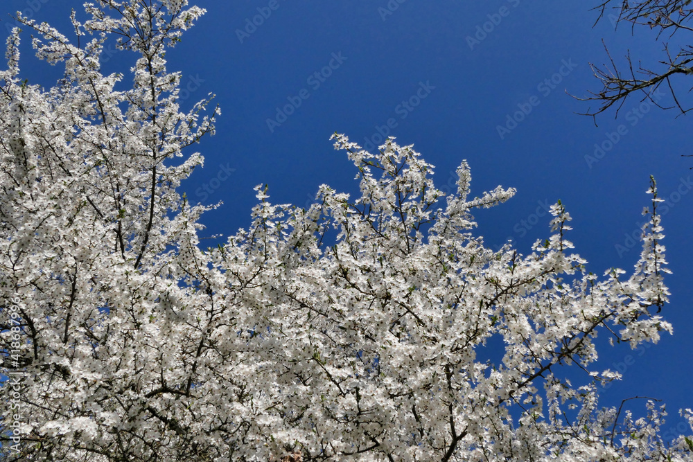 Fresh white blossom of Mirabelle trees in Spring set against a beautiful blue sky Fresh white blossom of Mirabelle trees in Spring set against a beautiful blue sky