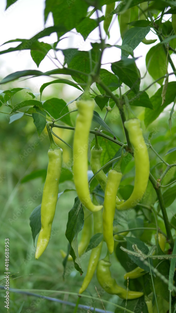Selective focused of green chilli pepper hanging on tree in the plantation, green peppers growing in the garden. Selective focused of green chilli pepper hanging on tree in the plantation, green peppers growing in the garden.