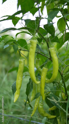 Selective focused of green chilli pepper hanging on tree in the plantation, green peppers growing in the garden.