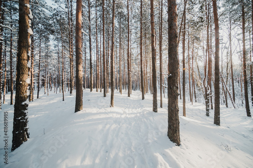 forest in winter © Andris