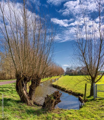 Fototapeta Naklejka Na Ścianę i Meble -  Willow trees in a Dutch polder landscape on a sunny day in February