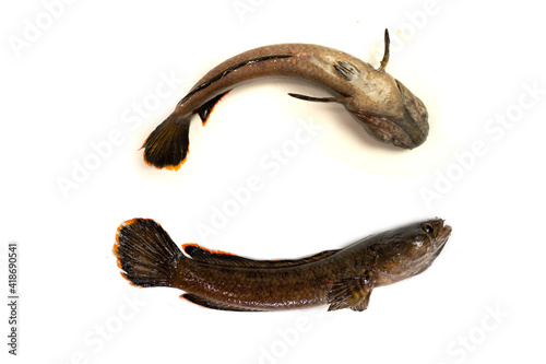 snakehead is a ferocious fish isolated on white background