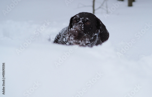 Hunting dog in winter in the field, winter hunting. High