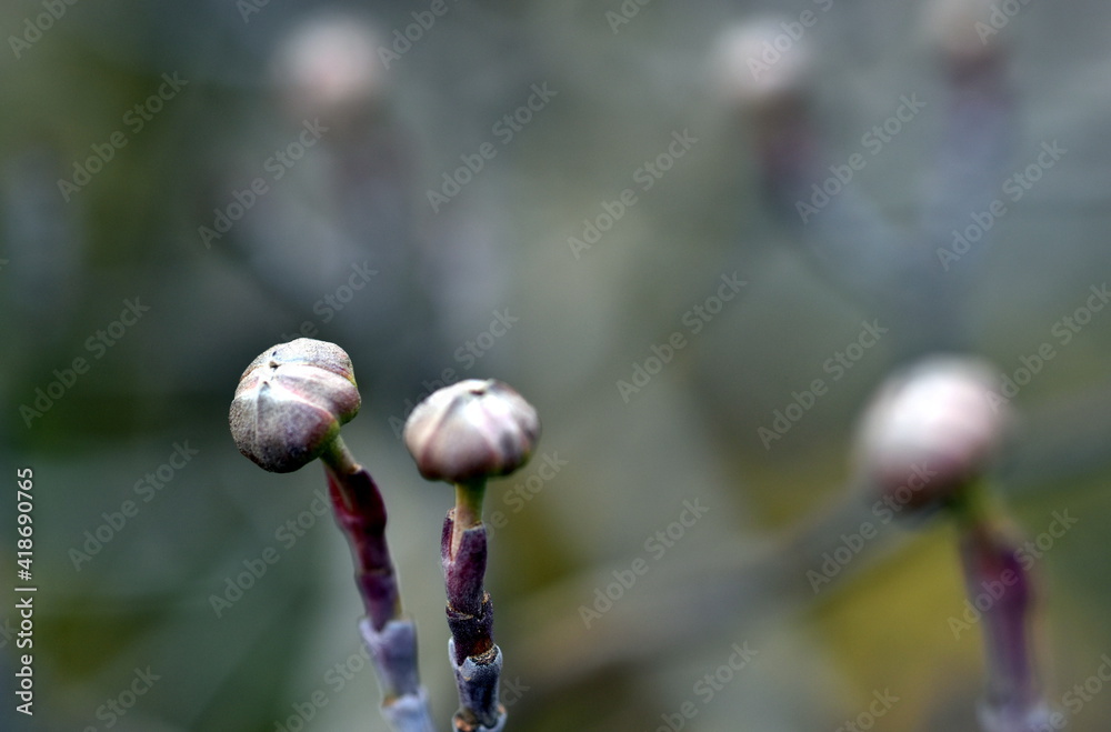 Knospen an einem Blüten-Hartriegel-Zweig Knospen an einem Blüten-Hartriegel-Zweig