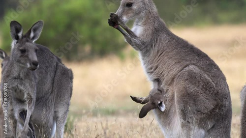 close up of an eastern grey kangaroo licking its arms to cool down at kosciuszko national park of nsw, australia photo