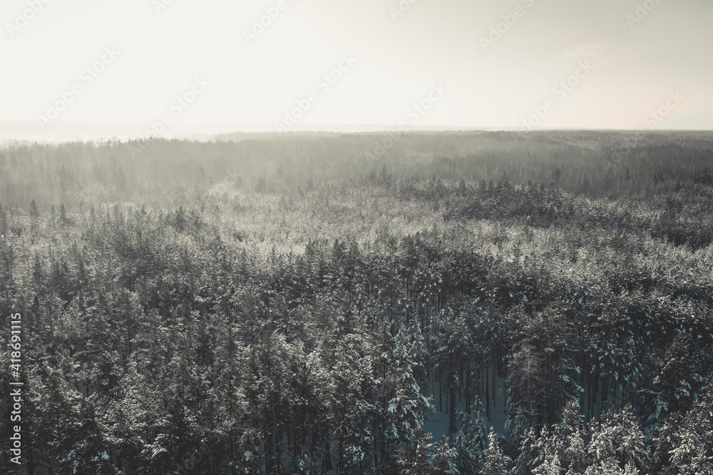 misty morning in the forest misty morning in the forest