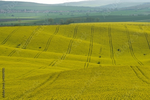 pola kwitnącego rzepaku, uprawa roślin oleistych, na polach ślady po traktorze opryskującym rośliny, wiosenny krajobraz Moraw