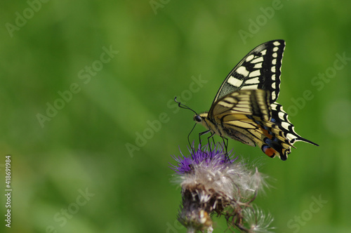キアゲハ（Papilio machaon）