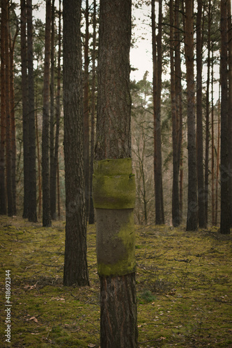 Fototapeta Naklejka Na Ścianę i Meble -  forest
