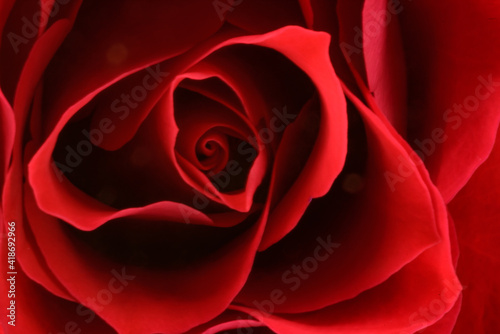 Fototapeta Naklejka Na Ścianę i Meble -  Rote Rose Ausschnitt