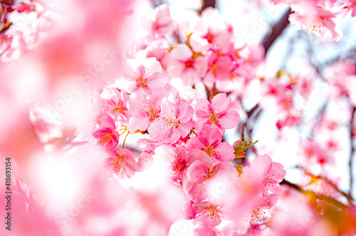 満開の鮮やかな桜 © saku