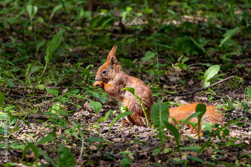 Wiewiórka w lesie. Słoneczny dzień. Lato. © Michal
