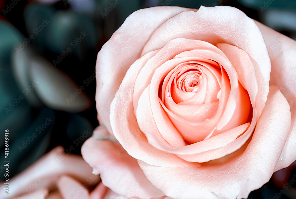 Obraz premium rose flower in roses garden