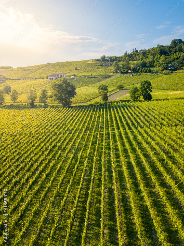 Aerial view of vineyards in Langhe, Piedmont, Italy