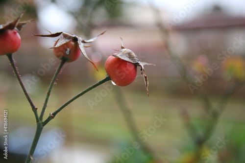 rain dropped on collard greens in a cold rainy day