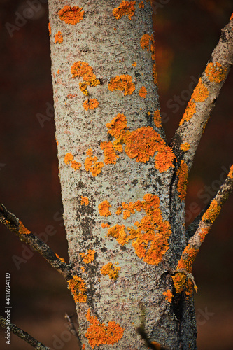 Fototapeta Naklejka Na Ścianę i Meble -  forest
