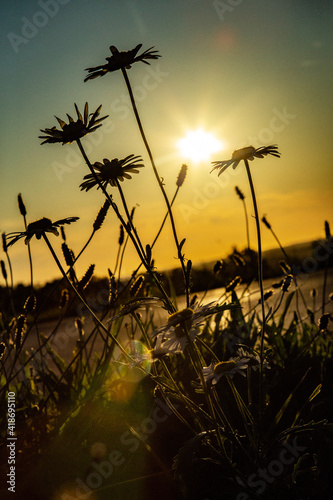 Margeriten im Sonnenuntergang