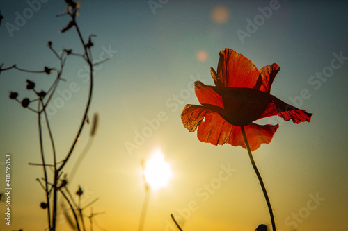 Mohnblume im Sonnenuntergang