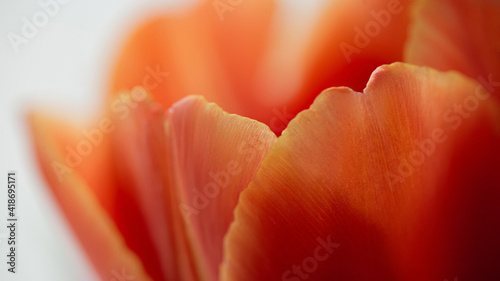 Close-up of red tulip petals