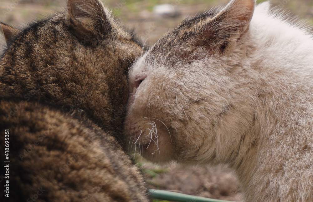 Obraz premium Friendly cats