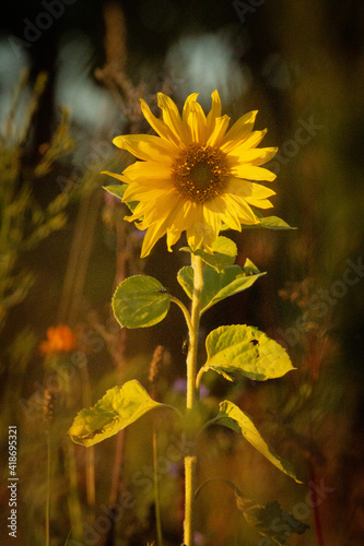 Sonnenblume