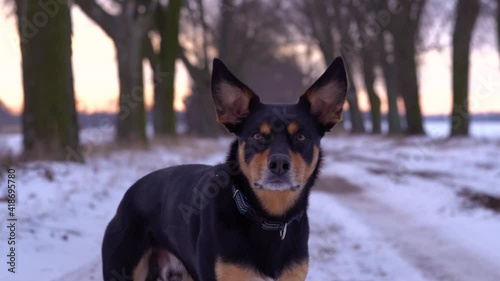 Cute black and tan kelpie dog turns his head towards camera and licks his nose. Winter sunset, slow motion.