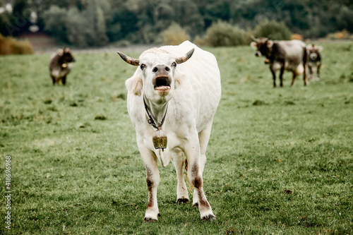 white cow screams and moaning at green meadow while complaining about forcing her for giving milk and dairy with her body but wishes for carnivores not to eat beef and become vegan © Shotmedia