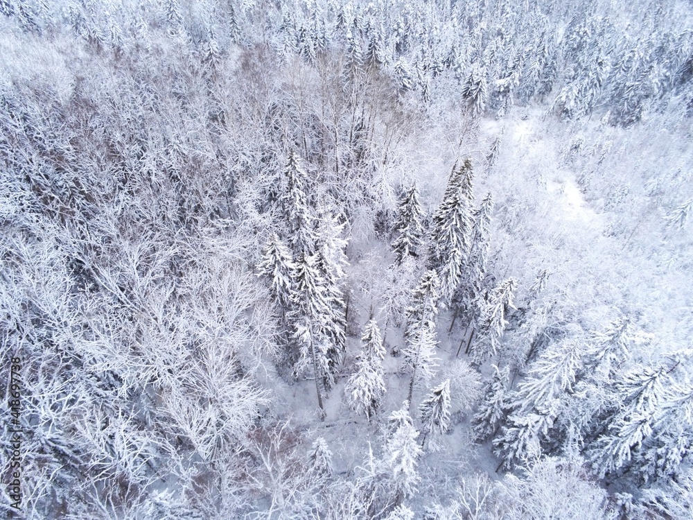 Fototapeta premium Snow covered forest protected forest reserve in Estonia by drone view
