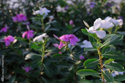 White watercress flowers in the garden