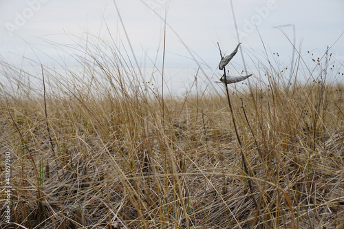 Beach grass on dune next to lake