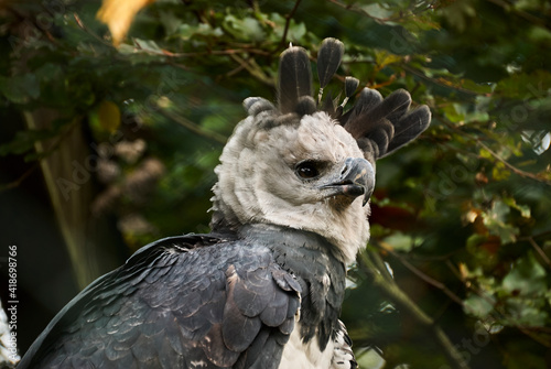 The harpy eagle, Harpia harpyja is also called the American harpy eagle is among the largest species of eagles in the world. It can be found in the upper canopy layer of tropical lowland rainforests.