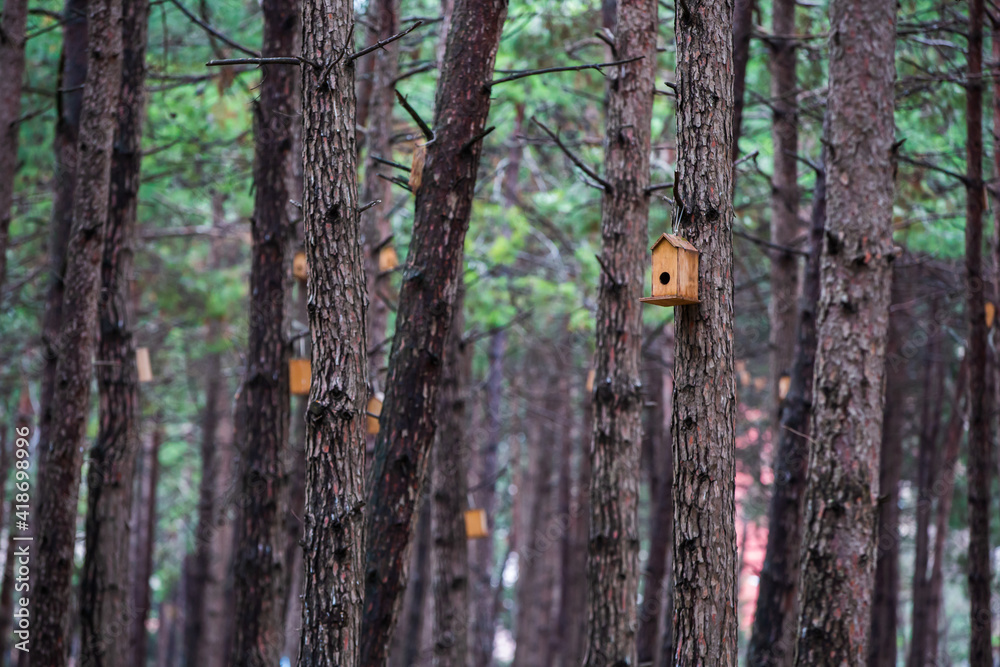 Fototapeta premium Front view, Inside the forest, wooden birdhouse attached to a pine tree trunk. Selective focus