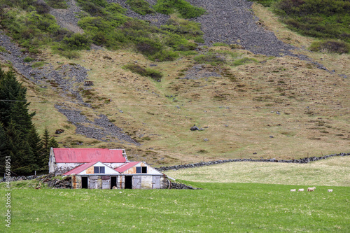 Pasture with sheeps and an old shed