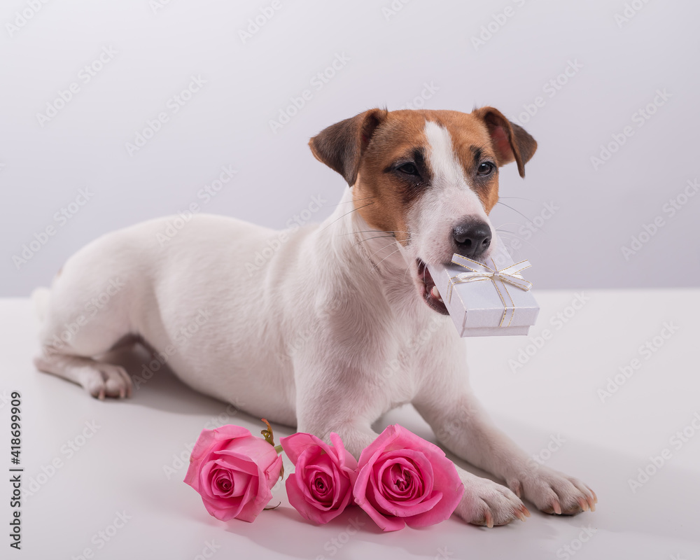 Dog holding a gift in his mouth on a white background. Jack russell terrier gives flowers to his beloved for a holiday