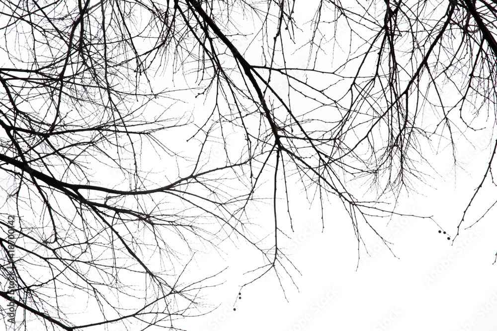 Dry tree branches on isolated white background Dry tree branches on isolated white background