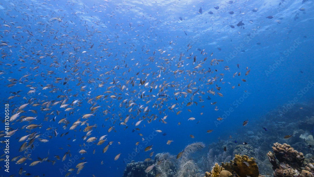 Seascape in coral reef of Caribbean Sea, Curacao with fish, coral and sponge Seascape in coral reef of Caribbean Sea, Curacao with fish, coral and sponge