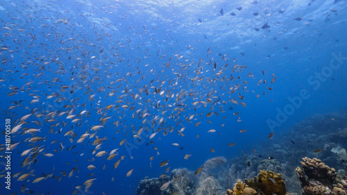 Seascape in coral reef of Caribbean Sea, Curacao with fish, coral and sponge © NaturePicsFilms