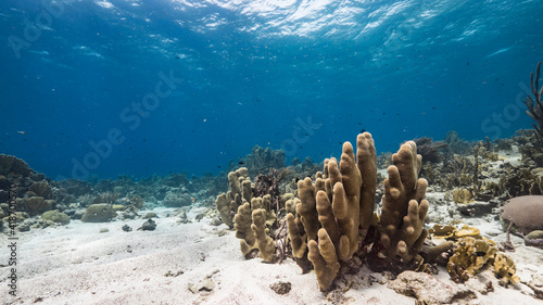 Fototapeta Naklejka Na Ścianę i Meble -  Seascape in coral reef of Caribbean Sea, Curacao with fish, Pillar Coral and sponge