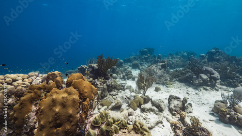 Seascape in coral reef of Caribbean Sea  Curacao with fish  coral and sponge
